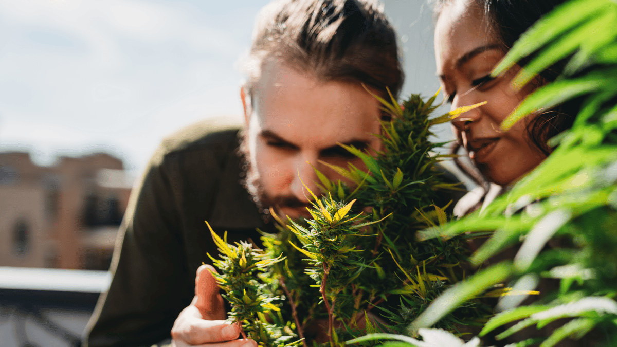 Smelling Terpenes