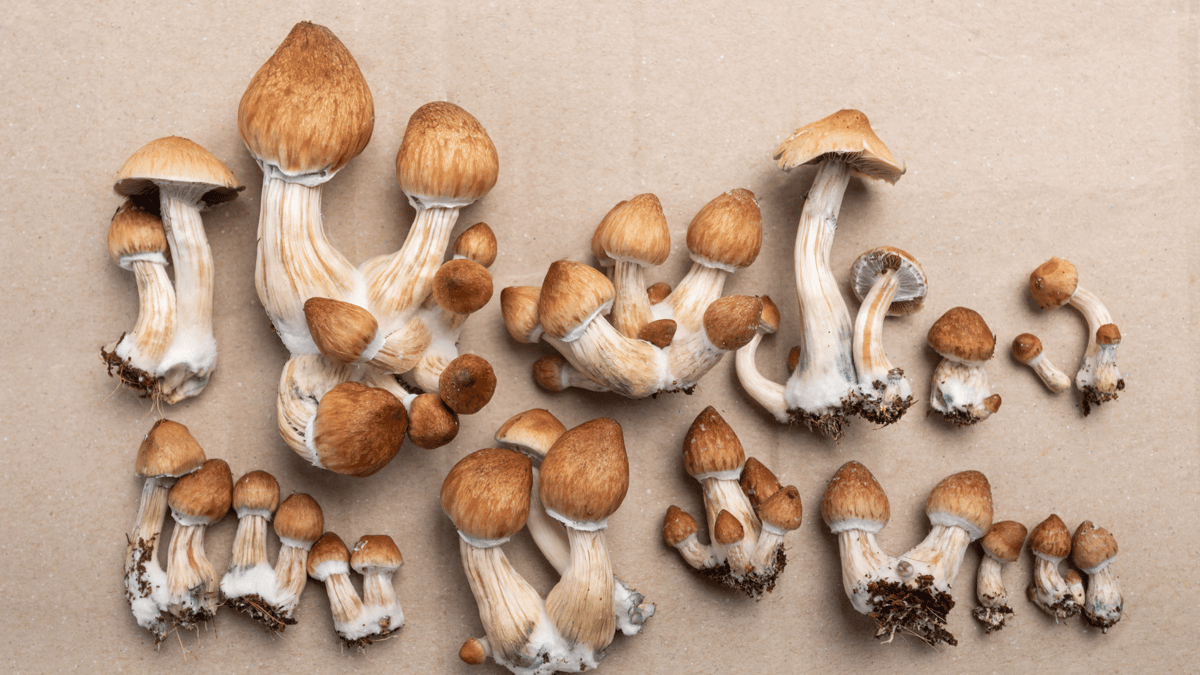 Psilocybin Extraction