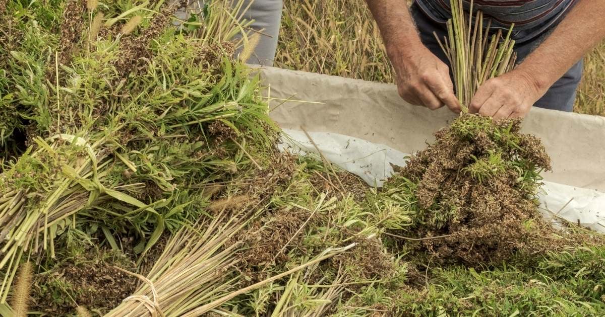 cannabis-biomass-1