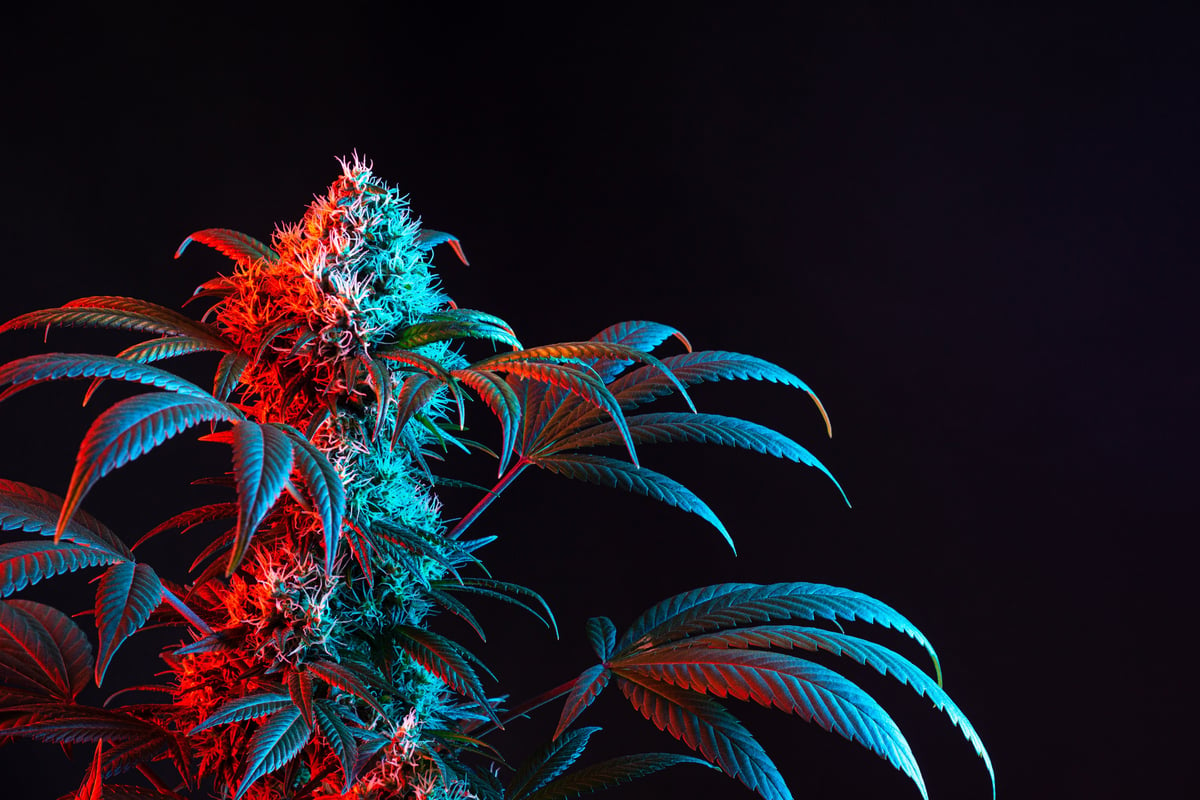 cannabis plant CBD